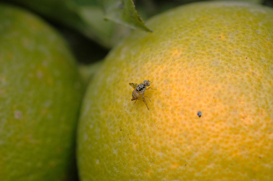 Anuncio Municipal: Tratamientos aéreos para la Mosca del Mediterráneo